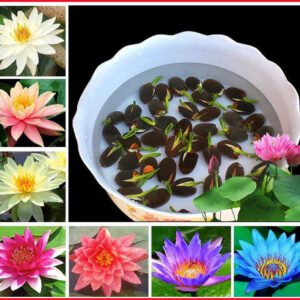 Rickon Lotus Mix Flower Seeds (Pack Of 20 Seeds) – All Mix Colors