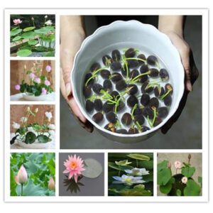 Rickon Lotus Mix Flower Seeds (Pack Of 20 Seeds) – All Mix Colors