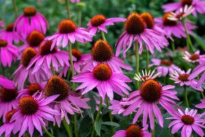 Rickon Cornflower Seeds