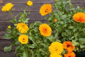 Rickon Calendula Flower