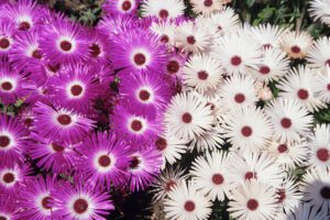 Rickon Mesembryanthemum Flower