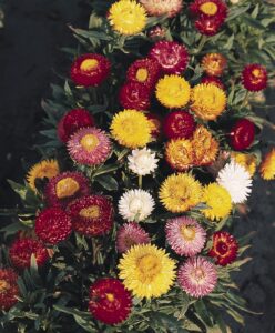 Rickon Helichrysum/Paper Flower