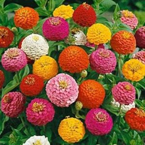 Rickon Zinnia Flower, Ricckon