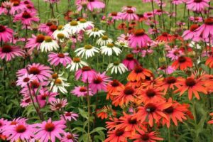 Rickon Cornflower Seeds