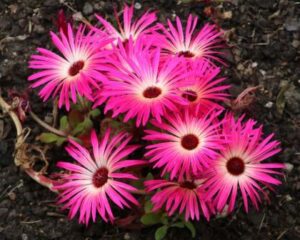 Rickon Mesembryanthemum Flower