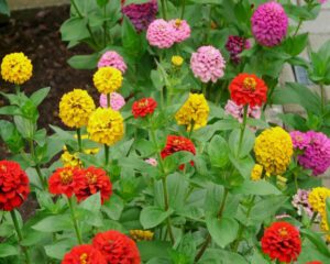 Rickon Zinnia Flower, Ricckon