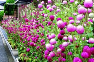 Rickon Gomphrena Flower