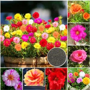 Portulaca