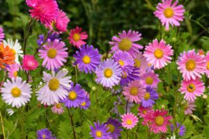 Rickon Aster Flower