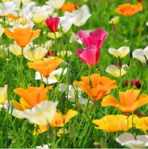 Rickon Poppy Flower