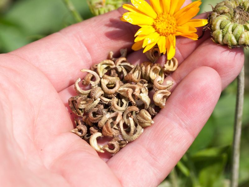 You are currently viewing How to Successfully Grow Calendula Flower Seeds 2024