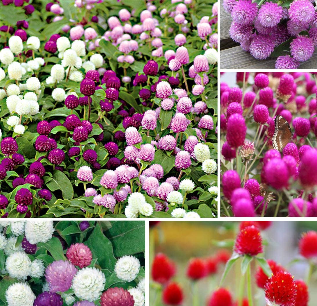 Read more about the article How to Successfully Grow Gomphrena Flower Seeds 2024