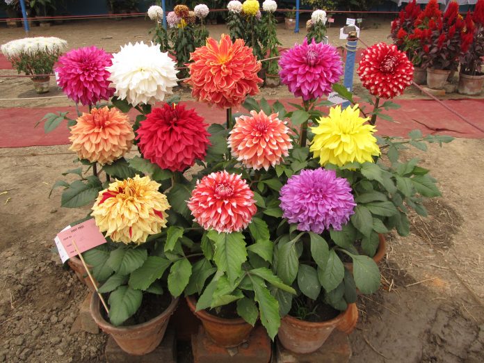 You are currently viewing How to Successfully Grow Dahlia Flower Seeds 2024