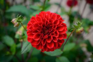 Rickon Dahlia Flower, Ricckon