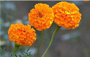 Marigold Seeds