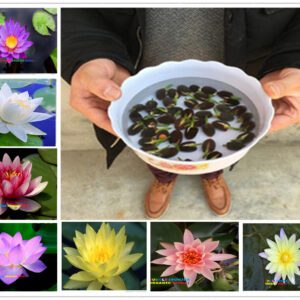 Rickon Lotus Mix Flower Seeds (Pack Of 20 Seeds) – All Mix Colors