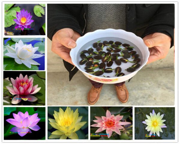 rickon lotus flower seeds