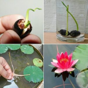 Rickon Water Lily Flower Seeds (Pack Of 20 Seeds) – All Mix Colors