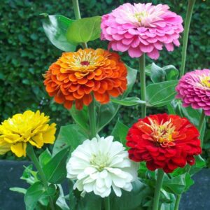 Rickon Zinnia Flower, Ricckon