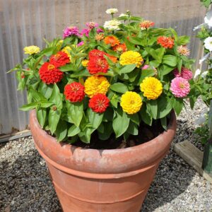 Read more about the article How to Successfully Grow Zinnia Flower Seeds 2024