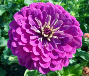 Rickon Zinnia Flower, Ricckon