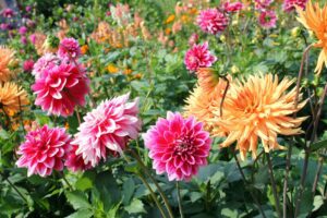 Rickon Dahlia Flower, Ricckon