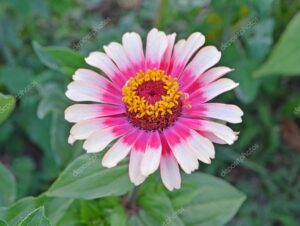 Rickon Zinnia Flower, Ricckon