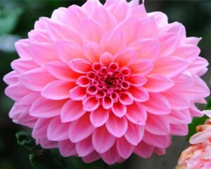 Rickon Dahlia Flower, Ricckon