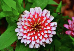 Rickon Zinnia Flower, Ricckon