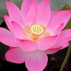 Rickon Lotus Mix Flower Seeds (Pack Of 20 Seeds) – All Mix Colors