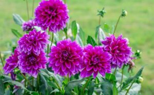 Rickon Dahlia Flower, Ricckon