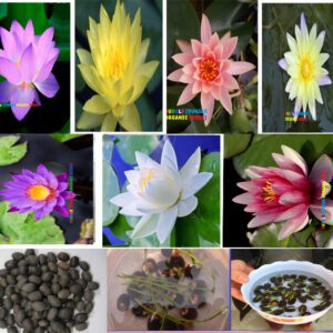 Rickon Lotus Mix Flower Seeds (Pack Of 20 Seeds) – All Mix Colors