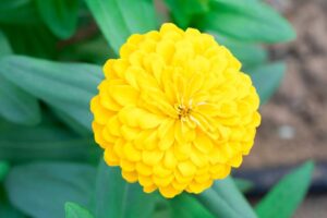 Rickon Zinnia Flower, Ricckon