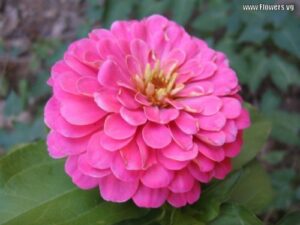 Rickon Zinnia Flower, Ricckon